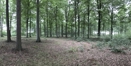 TMI i Information: Skovene er verdens største CO2-støvsugere. Vi bliver nødt til at bruge dem fornuftigt