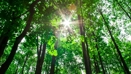Grøn Trepart skal sikre markant mere skov i Danmark