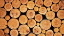 Ny rapport: Træ skaber job, velstand og bedre klima